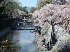 お花見関西＜神戸～大阪＞