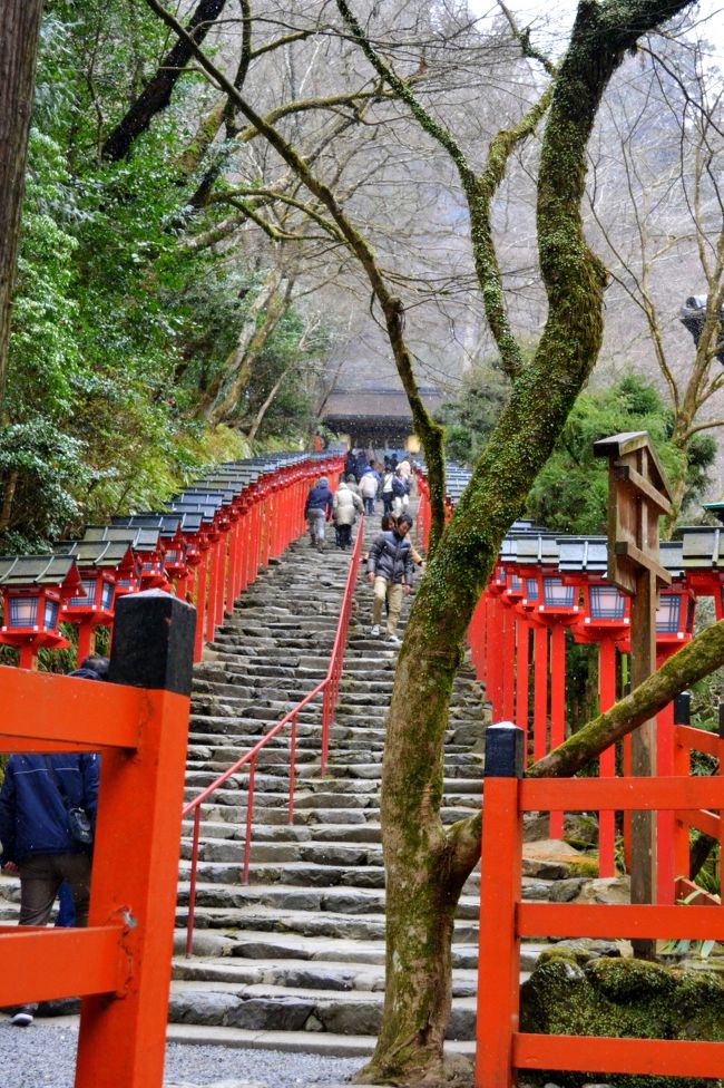 京都の貴船神社に初詣に行きました。<br /><br />こじんまりと落ち着いて参拝できる京都の神社を探して貴船神社に決めました。思った以上に大地の「気」のパワーをもらえた神社でした。<br /><br />途中お店と連動した駐車場がありますが、そのまま車で上り貴船神社の駐車場（７台くらいしか停められません）に運よく停めることができました。<br /><br />少し歩くととすぐに神社の入り口があって、大変助かりました。<br />（足腰の弱い母と一緒だったので・・・）<br /><br />感動したのは「神木」に大地の根の「気」を感じたことです。<br />神木のどっしりとした根元から、枝分かれして天に向かって八方に伸びる姿は、大地のパワーをもらえた気がしました。<br />鳥居の横にも、地面からはみ出した杉の根が力強くて元気が出ました。<br /><br />古来から水の神様として、貴船山から湧き出る水は名水として有名ですが、和泉式部が復縁を叶えたことで有名な縁結びの神様でもあります。<br /><br />心の願いを絵馬に書いて祈願するとき「本物の馬が爽快に走る姿」が心に浮かんで、貴船の神様から和泉式部に返歌された「そんなに思い悩まなくてもうまくいく」という気をもらったように感じました。<br /><br />帰る頃には、心がすっきり♪気が楽になったのが驚きでした。<br /><br />今回本宮しか参拝できませんでした。次回は必ず奥宮、結宮まで参拝したいと思います。