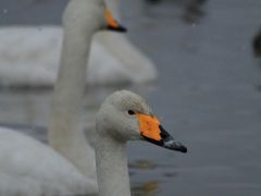 2013・冬　新潟の旅 ◆ 3日目　瓢湖の白鳥と弥彦神社