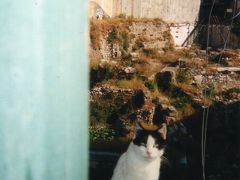 猫、ネコ、NEKO、海外でねこに出会うと思わずシャッタ−を押して暫く遊んで行きます♪♪♪