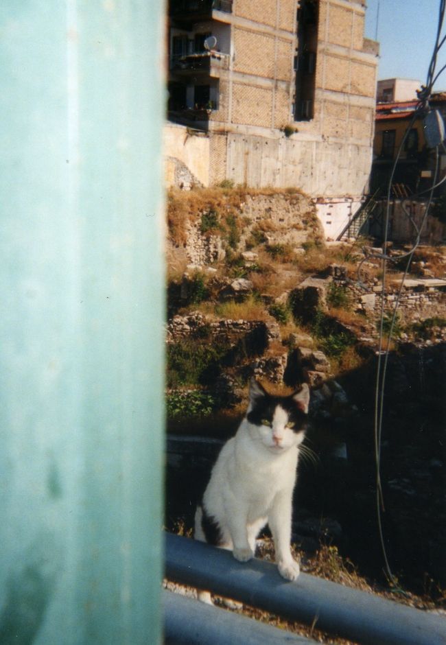 猫好きで海外旅行中に猫と遭遇すると必ず写真に撮って暫くそのネコちゃんと遊んでいます。<br />媚びる事無く自由気ままに生きている猫は何処の国でもたくましく、見ているだけでも癒される存在に思えます。<br />国によって猫の表情もいろいろ、とても興味深く行く先々でどんな猫達と出会うのかも旅の楽しみの一つです。<br /><br />各国の猫の写真、お楽しみ下さい。