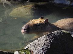 カピバラ動物園への旅