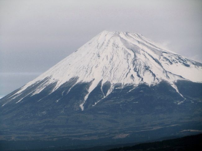 富士山、これ一つで、なんだか正月っぽい気分になれる、ありがたい存在です。<br />しかも、ふだん見られるのとは違うアングルで、車窓からあんなに大きく見られるとあっては。<br />というのも、新春最初の撮影散策の本日は、正月気分とは特に縁のないところなのです。<br />年始休みは連休であることを利用して、そんなときでなければなかなか行けない、新幹線で日帰り圏内のレッサーパンダがいる動物園に行こうと思っていました。<br />そこで目をつけたのが、今度は静岡市立日本平動物園です。<br /><br />朝４時半に起き、自宅最寄り駅始発電車に乗り、品川発７時10分の東海道新幹線ひかり461号で静岡へ。<br />前日はやや興奮して、眠りが浅かったです。<br />だって私は新幹線を使っての国内移動を、あまりしたことはないのです。<br /><br />池袋駅のみどりの窓口で新幹線の当日券を買うとき、富士山が見える席をリクエストできたのは、券売機でなく有人の窓口だからこそ。<br />朝食は品川名物の貝づくし弁当を車内で食べましたが、食べ終わった直後くらいから、美しい雪富士を眺めることができました。<br />少し雪が薄いのか、きれいに筋が入った富士山で、自宅の川越からでは見られないアングルです。<br /><br />というわけで、新春・レッサーパンダ詣のプロローグは、車窓からの雪富士をハイライトとする到着までの写真、それから日本平動物園の新春イベントとして、先着150家族までもらえた干支の飾りと1,000家族までの2013年オリジナル・カレンダーほか、動物園でゲットしてきたものの写真を集めました。<br />ちなみにこの旅行記の写真を撮ったカメラはコンデジのPowerShot SX210 ISの方です。<br /><br />＜2013年新春・東海道新幹線に乗って静岡市立日本平動物園へレッサーパンダ詣の旅行記のシリーズ構成＞<br />■（1）プロローグ：雪富士を眺めながら静岡へ＆日本平動物園の新春イベントでゲットしたものなど<br />□（2）レッサーパンダが近い近い！　総勢７匹全員に会えた行幸<br />□（3）ホッキョクグマの迫力とジャガーの美しさにほれぼれ！〜さまざまな動物たち（前編）<br />□（4）ふれあい動物園にヘビがいるのは今年の干支にふれあうため？〜さまざまな動物たち（後編）<br /><br />静岡市立 日本平動物園の公式サイト<br />http://www.nhdzoo.jp/<br />