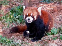 新春レッサーパンダ紀行【１】 宮崎市フェニックス自然動物園　宮崎には慣れた？？シンシン君　 あけましておめでとう！！リンリンおばあちゃん＆フランツちゃん