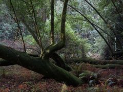 サンフランシスコで街歩き♪⑦日目　Muir woods & wine tour