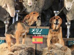 市原/木更津ぐるり旅【15】～花と緑と動物、そして人間とのふれあい～マザー牧場