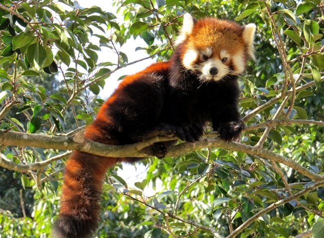 本年、というか今日２園目は鹿児島市の平川動物公園、ここは日本最南端のレッサーパンダのいる動物園です。<br /><br />前回の訪園は表紙写真の瞬平君の命名式の日、約１年２カ月ぶりの訪園です。<br />前回来た時は、平川動物公園で初めて生まれたレッサーパンダの命名式の嬉しさと、その数日前に若くして天国に旅立ったお父さんパンダ・瞬瞬君を悼む気持ちがミックスされた不思議な感情で訪れたのを覚えています。<br /><br />早いもので瞬瞬パパの忘れ形見・瞬平君ももう１歳半、昨年１１月からは風美ママと別居になり、いよいよ独り立ちの時を迎えました。<br /><br /><br />これまでのレッサーパンダ旅行記はこちらでどうぞ→http://4travel.jp/traveler/jillluka/album/10652280/