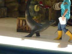 伊勢シーパラダイスの丸子ちゃん有難う！と　孫との楽しい旅は鳥羽水族館。