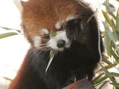 新春・東海道新幹線に乗って静岡市立日本平動物園へレッサーパンダ詣（2）レッサーパンダが近い近い！　総勢７匹全員に会えた行幸