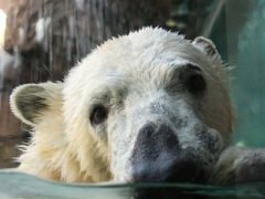 新春・東海道新幹線に乗って静岡市立日本平動物園へレッサーパンダ詣（3）ホッキョクグマの迫力とジャガーの美しさにほれぼれ！～さまざまな動物たち（前編）