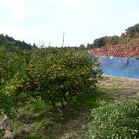 日本の旅　関西を歩く　大阪府河内長野市のフルーツランド天野山周辺