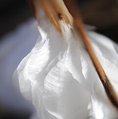 Japan　昭和記念公園　2013 雪の女王の贈り物　シモバシラをさがして　～ミツバチばあやの冒険～