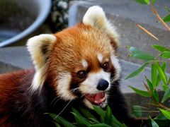 新春レッサーパンダ紀行【４】 西海国立公園　九十九島動植物園 森きらら　蓮（レン）君一匹展示　今年はいい年になればいいね