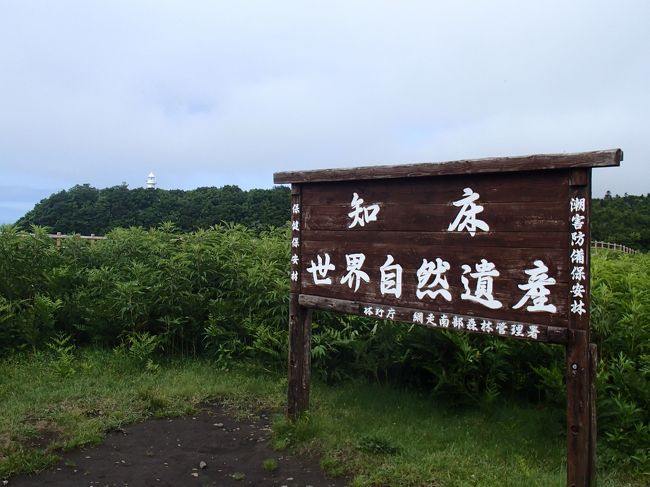 世界遺産・知床へ！<br /><br />ドライブ中にヒグマ目撃！