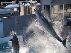 「しながわ水族館」　イルカの能力にびっくり！