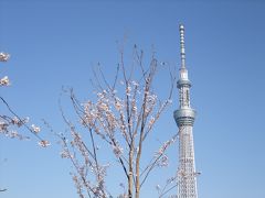 桜とスカイツリーと隅田川ブルーイング