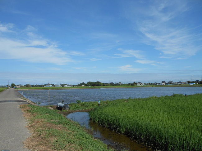 稲敷市の休耕田でバードウォッチングを楽しみました。<br />表紙写真は、稲敷市の休耕田の風景です。<br /><br />※ 2016.11.15 位置情報登録