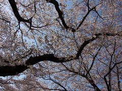 2012 麻生川の桜