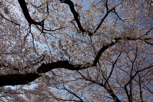 2012 麻生川の桜