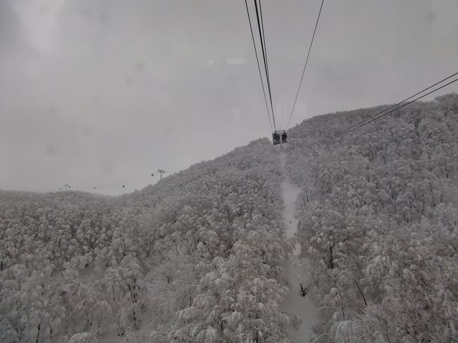 秋の空なら分かりますが、冬の山の天気は全く分かりません。快晴らしいと言うことで、しばらくぶりの樹氷を行ってみると、すでに吹雪に近く。女心以上にわかりません。帰りは都内大雪のおまけ付き