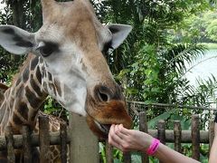 シンガポール動物園でキリンに餌付け体験