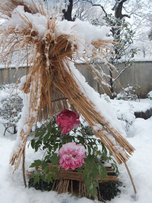 冬牡丹、雪囲いが絵になるけれど、実際に雪が積もっていると、もっと絵になる。雪が降ったら上野東照宮の牡丹園に行きたいけれど雪は休日を選んでくれない・・<br /><br />昨日の夜降り始めた雨は、朝１１時頃に起きたときも雨。天気予報によると都心では雪になりそうもないみたい・・<br />ところが、ブランチをしている間に、雪に変わり、どんどん激しさを増して、見る間に雪景色になって行く。<br /><br />３連休最後は家でまったりするのもよし、と思っていたのだけれど、牡丹園、きれいだろうなあ。<br />やっぱりこのチャンスを逃さず行こう！　と主人と行くことにしました。<br /><br />主人＝冬への扉も、この旅行記作成してます。<br /><br />http://4travel.jp/traveler/jyajyamaru/album/10741734/<br />