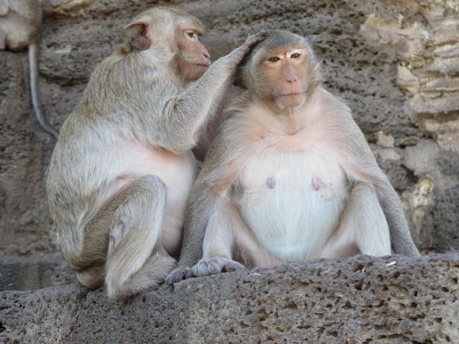 Visiting Ruins with monkey,with apelike friends in Lopburi prefecture in Thailand