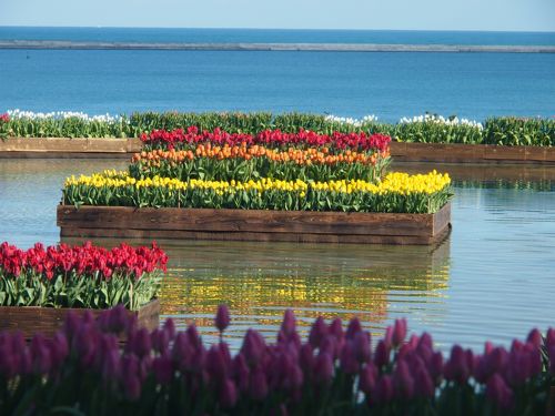 池に浮かぶ真冬のチューリップは、そこだけ春のように色鮮やかだった
