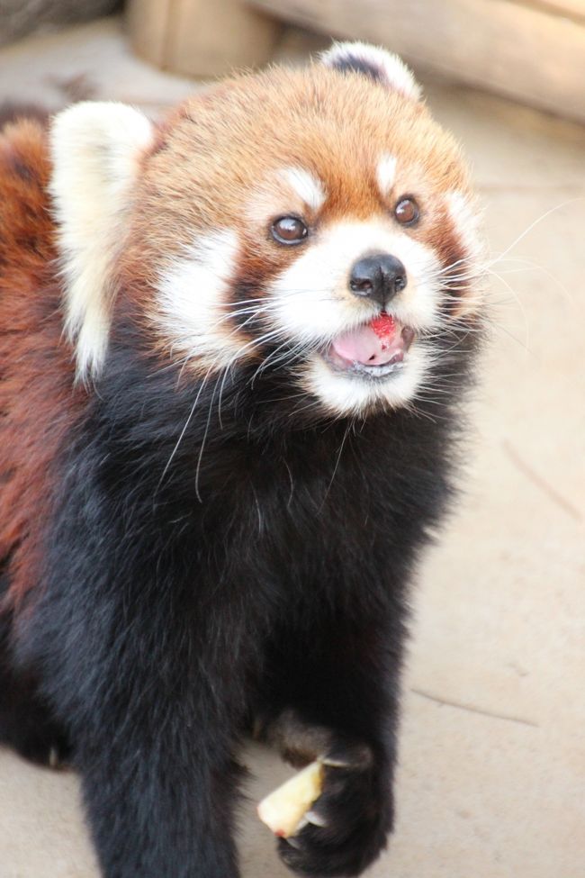 恐れていたとおり、写真は撮りにくかったよー！<br />市川市動植物園で会えたレッサーパンダ全員分を撮ろうと思ったら。<br />でも、可愛くって癒されたから、許せます@<br /><br />たくさんのレッサーパンダに会えることを楽しみにしてやって来た市川市動植物園。<br />どのレッサーパンダも大好きなリンゴのおやつのパクパクタイムもはっきり決まっているので、狙いを定めやすいです。<br /><br />というわけで、2012年11月に北海道の旭山動物園から娘娘（ニャンニャン）ちゃん（2001年生まれ）がやって来て総勢12匹なった市川市動植物園のレッサーパンダのうち、室内にいた天天くん（1998年生まれ）とハオくん（2005年生まれ）を除く10匹に会えました。<br />市川市動植物園では、室内にいるレッサーパンダたちは会えないようです。<br /><br />でも、ちゃんと下調べしていたのに、奥の４号室に気付かず、あやうくイチ丸くん（2009年生まれ）、娘娘ちゃん（2001年生まれ）、ソラちゃん（2009年生まれ）、アクアくん（2010年生まれ）を見逃すところでした！<br />だって園内マップには、オランウータンってあったから、４号舎は素通りしちゃおうかな、と思ったんですもの。<br /><br />ただ、ウェルカムコーナーともいうべき１号舎のフランくん（2011年生まれ）とナミちゃん（2002年生まれ）は写真を撮りやすかったのですが、残り８匹がいた２号舎と４号舎は、細かい格子のある、いかにも檻というケージの中にいたので、写真は撮りづらかったです。<br />しかも、レッサーたちはよく動きましたから@<br />すぐ近くまで来てくれて、レッサーたちとの距離が近かったのは嬉しかったですけど。<br /><br />10匹もいると、写真もたくさん撮れたのですが、娘娘ちゃんは小屋の中で寝そべっていて出てこなかったので、小屋での中の写真だけ、それからルルちゃん（2008年生まれ）はどれもピンボケで全然撮影に成功しませんでしたので、撮れたのは８匹分でした。<br /><br />そのうち、ナミちゃんは、昼寝もしなかったし、飼育員さんいわく、もうおばあちゃんなので（！？）動作もゆったりとして、一番、写真を撮りやすかったです。<br />おばあちゃんといっても、全くそうは見えない、可愛いレッサーでした@<br />表紙の写真はそのナミちゃんがリンゴを食べているところを選びました。<br /><br />いっぺんに10匹にも会えると、それぞれのパンダの個性と縦横の血統は一度にはとても覚えられないです。<br />個体判別は、ケージに１匹ずつだったので名前は分かりました。<br />フランくんはまだ１才で一番若く、リンゴのパクパクタイムには飼育員さんにべったり甘えていて、人間慣れしていました。<br />カイくん（2008年生まれ）は、すでに４才のお兄さんなのですが、丸顔なので（公式サイトではタヌキ顔なんて紹介されてます。笑）、大人でも童顔なレッサーパンダの中で、さらに童顔に見えました@<br />それから３才のイチ丸くんや２才のアクアくんは、年相応にまだあどけなさがあるように思えました。<br /><br />パクパクタイムは、４号舎の４匹は逃しましたが、６匹分はばっちり見てきました@<br />リンゴが欲しくてそわそわしているレッサーも、リンゴをつかんでもぐもぐ食べている姿もかわいくって、至福の時でした。<br /><br />＜市川市動植物園レッサーパンダ詣の旅行記のシリーズ構成＞<br />□（1）プロローグ：アクセス編＆レッサーパンダ・グッズの買い物も楽しみに<br />■（2）レッサーパンダが10匹ぞろぞろ！～撮影しづらかったけれど、可愛くって頬が緩みっぱなし@<br />□（3）いろいろな動物たち～なかよし広場でモルモットを膝に乗せてみる＆小動物メイン<br /><br />市川市動植物園の公式サイト<br />http://www.city.ichikawa.lg.jp/zoo/index.html<br /><br />＜タイムメモ＞<br />07:30　家を出る<br />09:05　市川大野駅到着<br />09:22発　動植物園行きの京成バスに乗る<br />09:35頃　市川市動植物園に入園<br />09:50～10:10　１号舎のレッサーパンダ～フランくんとナミちゃん<br />10:10～11:30　家畜舎となかよし広場<br />11:30～11:50　ランチ休憩<br />12:00～12:25　１号舎のレッサーパンダ<br />12:35～13:10　２号舎のレッサーパンダ<br />　　　　　　　～メイファちゃん、ライチくん、ルルちゃん、カイくん<br />13:15～13:35　１号舎のレッサーパンダ<br />（パクパクタイム　13:30～13:35）<br />13:40～14:10　２号舎のパクパクタイム＆その後もしばらく貼り付く<br />14:10～14:55　写真を確認しながら休憩<br />14:55～15:30　４号者のレッサーパンダ（３号舎はキツネザル）<br />　　　　　　　～イチ丸くん、娘娘ちゃん、ソラちゃん、アクアくん<br />15:30～16:20　その他の動物たち<br />16:30　動植物園を出る<br />