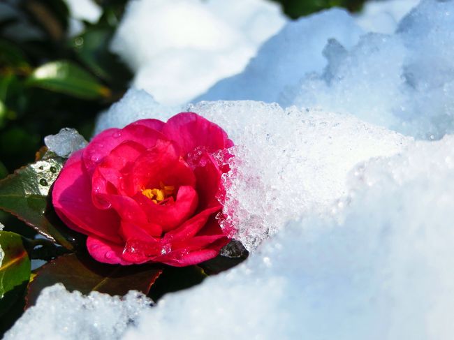 Japan　つかまえられなかった風紋（涙）と白と赤　雪の昭和記念公園　2013 