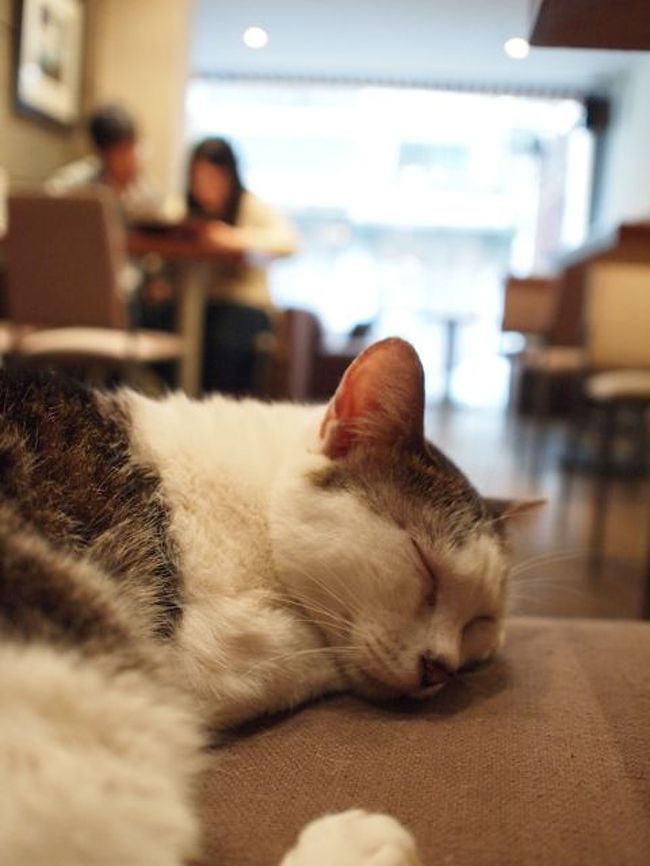 二泊三日の台北一人旅もこの日で最終日。<br />最後までにゃんこと存分に戯れて帰って来ました！<br /><br />写真は猫カフェのにゃんこと<br />カフェでデート中の台北カップル♪