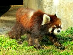 冬のレッサーパンダ紀行【３】 天王寺動物園　パンパンおばあちゃん、元気そうでよかった！！　レサパン・コミュ新年会開催っ！！