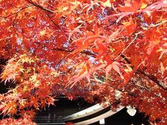 高尾山と昭和記念公園に、紅葉を見に行きました（２００９年１１月）