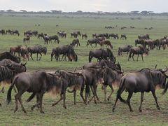 ケニア・タンザニアの旅（５）～セレンゲティ国立公園１・ヌーの大軍団～