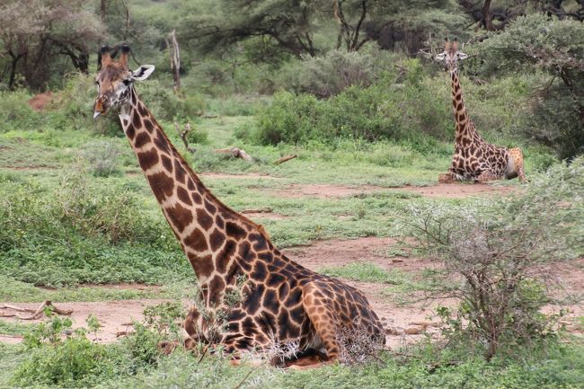 ケニア・タンザニアの旅（３）～マニャラ湖国立公園～