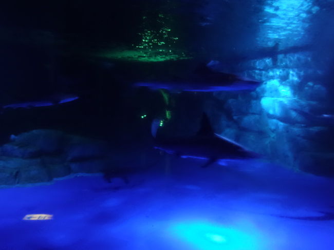 八景島シーパラダイスの水族館とランチの駆け足めぐり 車椅子高齢者とともに 八景島 神奈川県 の旅行記 ブログ By 風なりさん フォートラベル