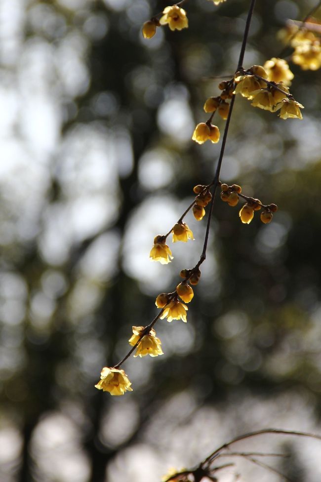 冬の植物園は清々しく気持ちいいです。<br />そして何と言っても香りがいい。<br />蝋梅。<br />とても良い香りです。<br />落ちていた蕾を拾って帰りました。暫く楽しませてくれるでしょう。<br />冬木立ちも綺麗だし温室は暖かい(当然)冬の植物園も素敵です。<br />珍しい植物を見る事もできましたが、こちらはもっと寒い朝にリベンジします。<br /><br />駅から岡電バスで理大東門行きに乗ると植物園の前に停まります。三野行きに乗ると植物園口より次の水源地の方が近いです。どちらも朝・夕以外は天満屋さんからも乗る事が出来ます。<br />宇野バスも通ってます。<br /><br />開園時間　9時〜16時　