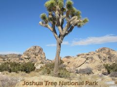 ジョシュア　ツリー　国立公園 　　　　Joshua Tree National Park