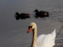 北極からシロフクロウ再び　野鳥観察の日