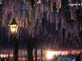 尾張津島　天王川公園の藤棚ライトアップ