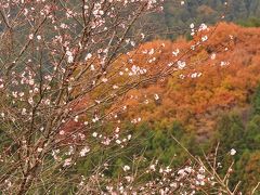 藤岡市・桜山公園　フユザクラ咲く鬼石を訪ねて　☆日本庭園も整備され