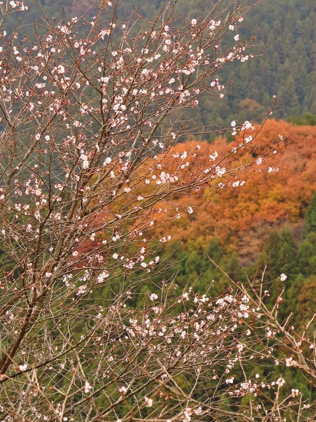 群馬県藤岡市の桜山公園をご紹介します。 冬と春の2度花を咲かせる桜山公園の冬桜<br />桜山公園の冬桜。ソメイヨシノなどと比べると花が小さいのが特徴です。冬と春の2度、花を咲かせます桜山公園は、首都圏からほど近い群馬県南部の藤岡市鬼石（おにし）地区にある山間の公園です。<br /><br />ここでは冬と春の2度花を咲かせるという冬桜を見ることができます。桜の品種は「フユザクラ」で、日本の国内でよく見かける代表的な桜「ソメイヨシノ」と比べると、花の大きさは少し小さめ。<br /><br />秋を迎えて葉っぱが落ちた後に花を咲かせ、寒さが強まる時にいったん花がしぼみ、厳しい冬を越して春を迎えると改めて花が咲くのだそうです。<br />桜山公園には、この冬桜が約7,000本も植樹されていて、国の名勝・天然記念物の指定を受けています。<br />（　http://allabout.co.jp/gm/gc/19218/　より引用）<br /><br />桜山公園は、群馬県立の森林公園15haと藤岡市の公園32haの合計47haの広大な公園であ7す。<br />日本庭園<br />御荷鉾（みかぼ）の山々を背景に1,500トンもの三波石を用いて大きな池と清流を組合わせた本格的な池泉回遊式庭園。この広場は桜山への登山口にあって公園全体のシンボルにもなっています。 <br />見本庭園<br />庭づくりの参考にと訪れる人も多い、三波石を用いた見本庭園。<br />（下記より引用）<br /><br />藤岡市・桜山公園ついては・・<br />http://www.city.fujioka.gunma.jp/kakuka/f_onishi/sakurayamakouenn.html<br />http://hottime.sakura.ne.jp/fuyuzakura/sakurayama.html<br />