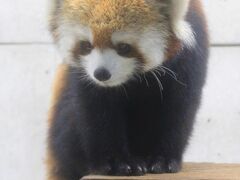 動物／動物園と水族館の旅行記～レッサーパンダ大好き～　目次【新しい順】