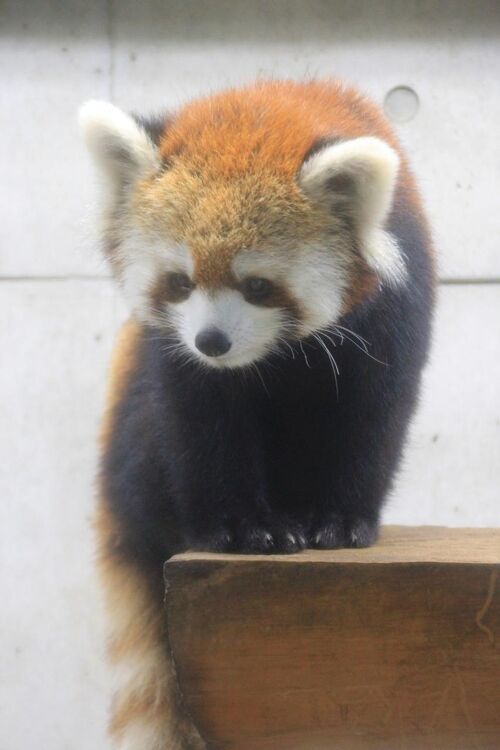 動物／動物園と水族館の旅行記～レッサーパンダ大好き～ 目次【新しい