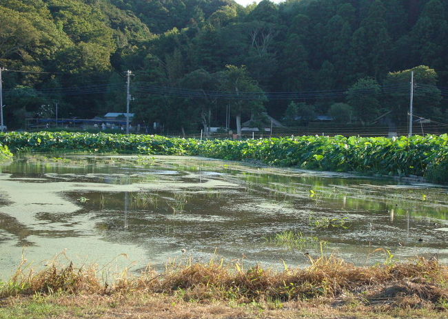 行方市吉川の蓮田でバードウォッチングを楽しみました。<br /><br />表紙写真は、吉川の蓮田風景。<br />