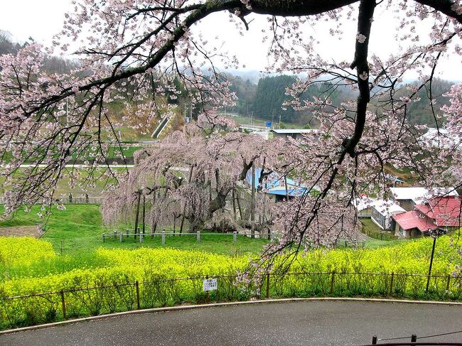 2023年になってようやくコロナの影響もなくなり、前と同じようなお花見が出来るようになりつつあります。今年は例年になく桜の開花が早く、過去の開花時期はあまり参考にならなくなってきました。すでに関東の見頃はピークを過ぎてしまい、今後は東北の桜が見頃を迎えると思い、かなり昔の写真ですが、東北地方の桜巡りをした時の旅行記を再び掲載しました。（表紙写真は、福島県三春町の滝桜）