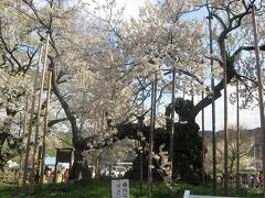 日本の花紀行・桜の名所をたずねて（過去の写真より）ー関東甲信越編