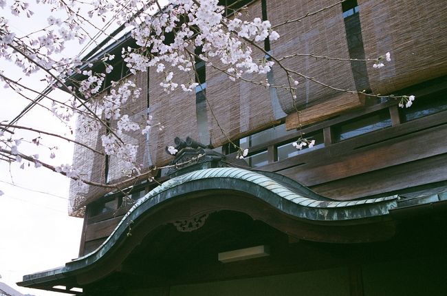 桜もちらほら咲き出して心も浮き浮き弾む頃~、京都も春本番の観光シーズンを迎えて嵐山に東山、街中に至るまで観光客がどっと押し寄せるこの季節。<br /><br />そんな中でも忘れ去られた京都?…、少しディープな地域、いや!タブーな界隈と言われている「五条楽園」に足を向けてぶらぶら歩いてみました。<br /><br />元々は島原と並んで遊郭が在った五条界隈~、その後、明治・大正・昭和と”遊里から赤線地帯”として公然に認められてきた京都の影の部分が、まだ色濃く残っているエリアです。<br /><br />で更に五条大橋を渡り、宮川筋から八坂の塔へ、三寧坂を下って祇園界隈へと、古の都より花街としての花見小路へと向かいます。<br /><br />観光地でありながらも普通に商いや暮らしが息づいている街~、見方によってはこれだけの建築物や人の営みが今も残っているエリアは京都でも数少なく成って来ていますね~。<br /><br />一番の風情を楽しむなら、夕暮れ時から夜に掛けて…なのですが、今回は普通に日中にぶらぶら歩きます。<br /><br />*PS 大阪新世界はおまけです。