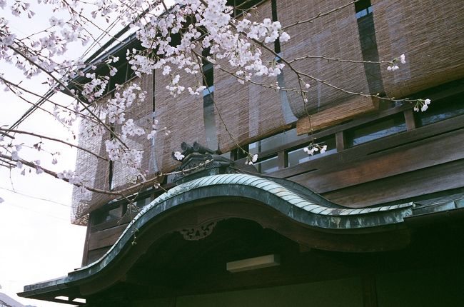 桜もちらほら咲き出して心も浮き浮き弾む頃～、京都も春本番の観光シーズンを迎えて嵐山に東山、街中に至るまで観光客がどっと押し寄せるこの季節。<br /><br />そんな中でも忘れ去られた京都?…、少しディープな地域、いや！タブーな界隈と言われている「五条楽園」に足を向けてぶらぶら歩いてみました。<br /><br />元々は島原と並んで遊郭が在った五条界隈～、その後、明治・大正・昭和と”遊里から赤線地帯”として公然に認められてきた京都の影の部分が、まだ色濃く残っているエリアです。<br /><br />で更に五条大橋を渡り、宮川筋から八坂の塔へ、三寧坂を下って祇園界隈へと、古の都より花街としての花見小路へと向かいます。<br /><br />観光地でありながらも普通に商いや暮らしが息づいている街～、見方によってはこれだけの建築物や人の営みが今も残っているエリアは京都でも数少なく成って来ていますね～。<br /><br />一番の風情を楽しむなら、夕暮れ時から夜に掛けて…なのですが、今回は普通に日中にぶらぶら歩きます。<br /><br />＊写真掲載を増やしました　２０２０年０５月２日