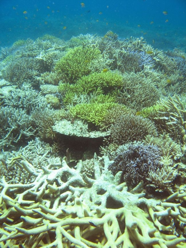 沖縄魚図鑑その４ 西表編 サンゴ ハゼの章 注意 かなりマニアックです 西表島 沖縄県 の旅行記 ブログ By 琉球熱さん フォートラベル